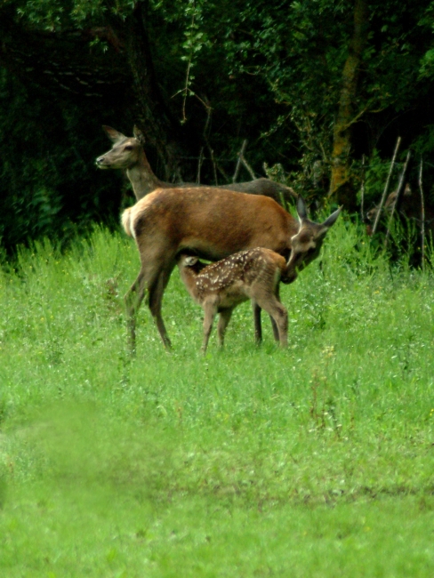 Tenerezze di mamma cervo